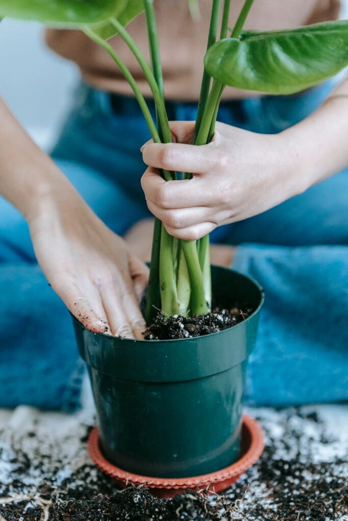 Close-up of a woman transplanting a potted plant indoors with soil scattered around.