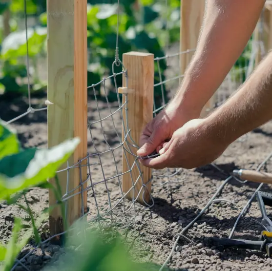 Building a simple DIY cucumber trellis with wood and wire.