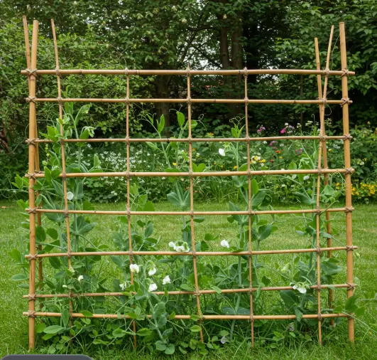 DIY trellis supporting pea plants and how to plant peas